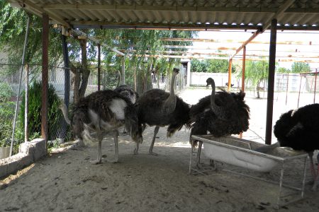 پرورش شتر مرغ در مازندران