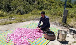 از کشت گل محمدی در روستای جیربند بهشهر تا اشتغال زایی برای جوانان