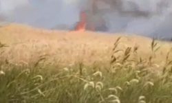 آتش سوزی در مزارع گندم بهشهر