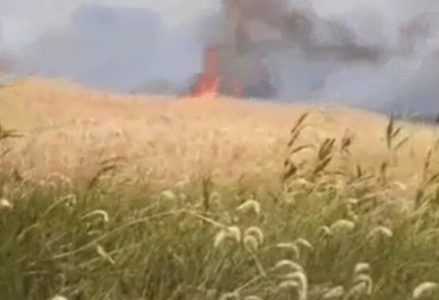 آتش سوزی در مزارع گندم بهشهر