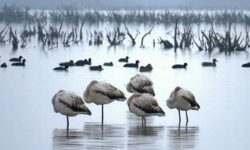 میانکاله همچنان محروم از پایگاه اطفای حریق