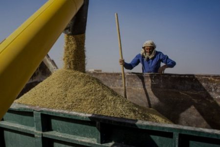 خرید ۸۳ هزار تن گندم از کشاورزان مازندرانی