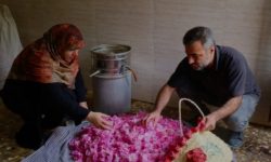 کارآفرینی با گلاب صواحی حاصل زندگی مشترک زوجی در دودانگه ساری